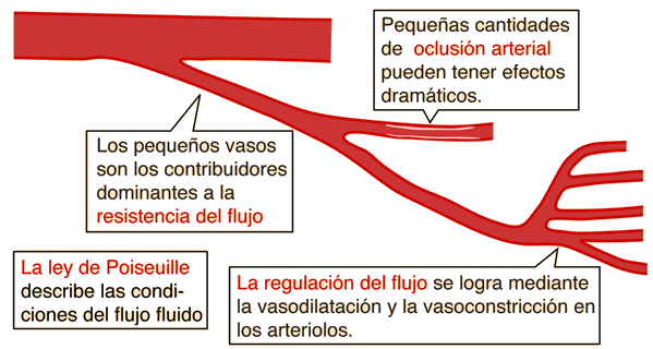 Leyes De Flujo SanguÍneo Mind Map 5664