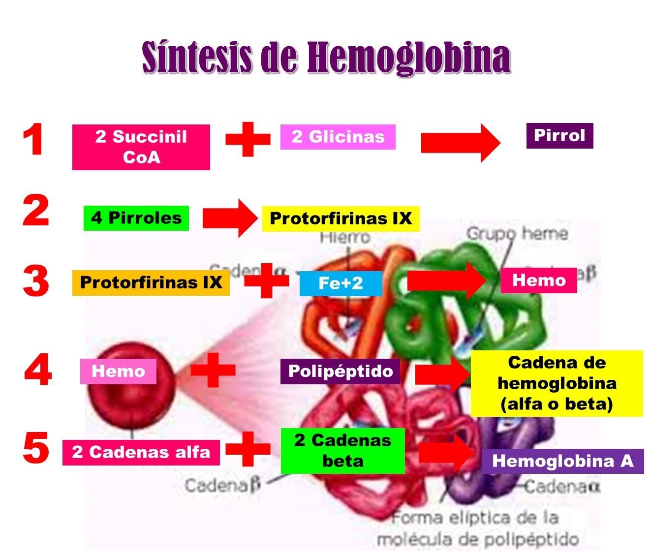 Hemoglobina Y Transporte De Ox Geno Mind Map