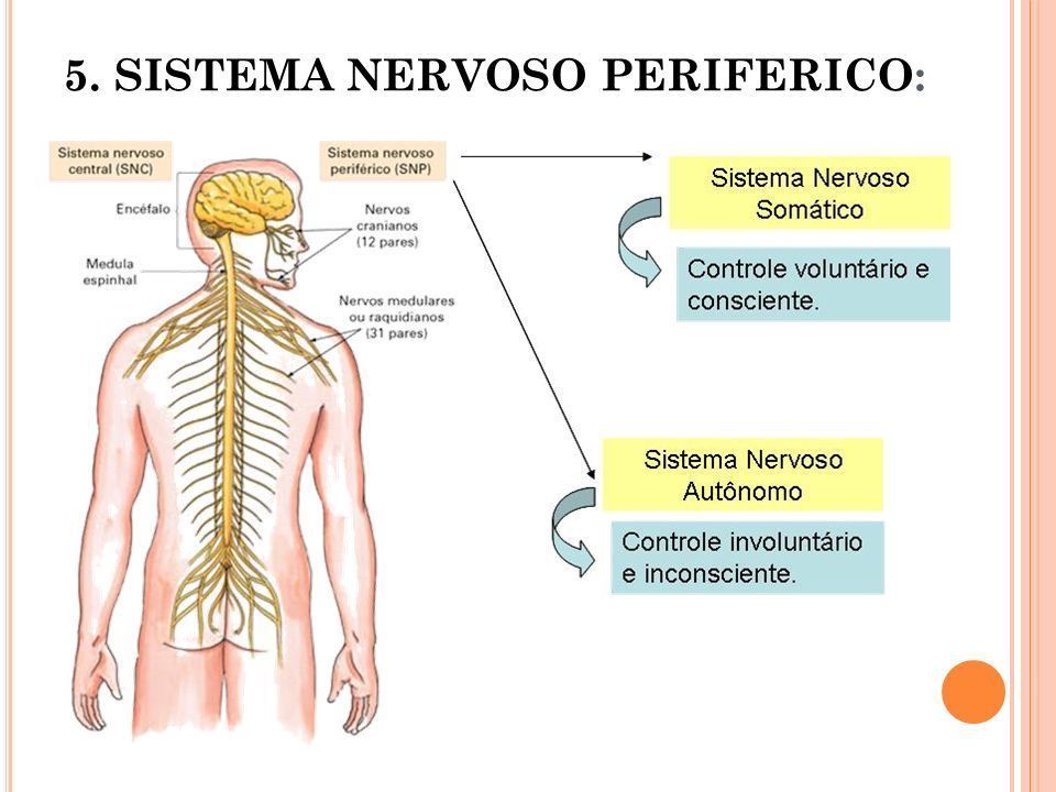 SISTEMA NERVOSO | Mind Map