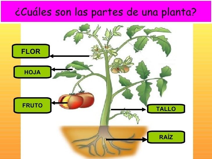 descubriendo las partes de la planta | Flashcards