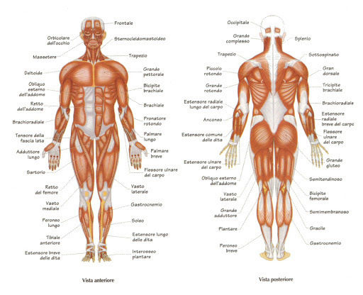 ANATOMIA UMANA 1 - APPARATO LOCOMOTORE 