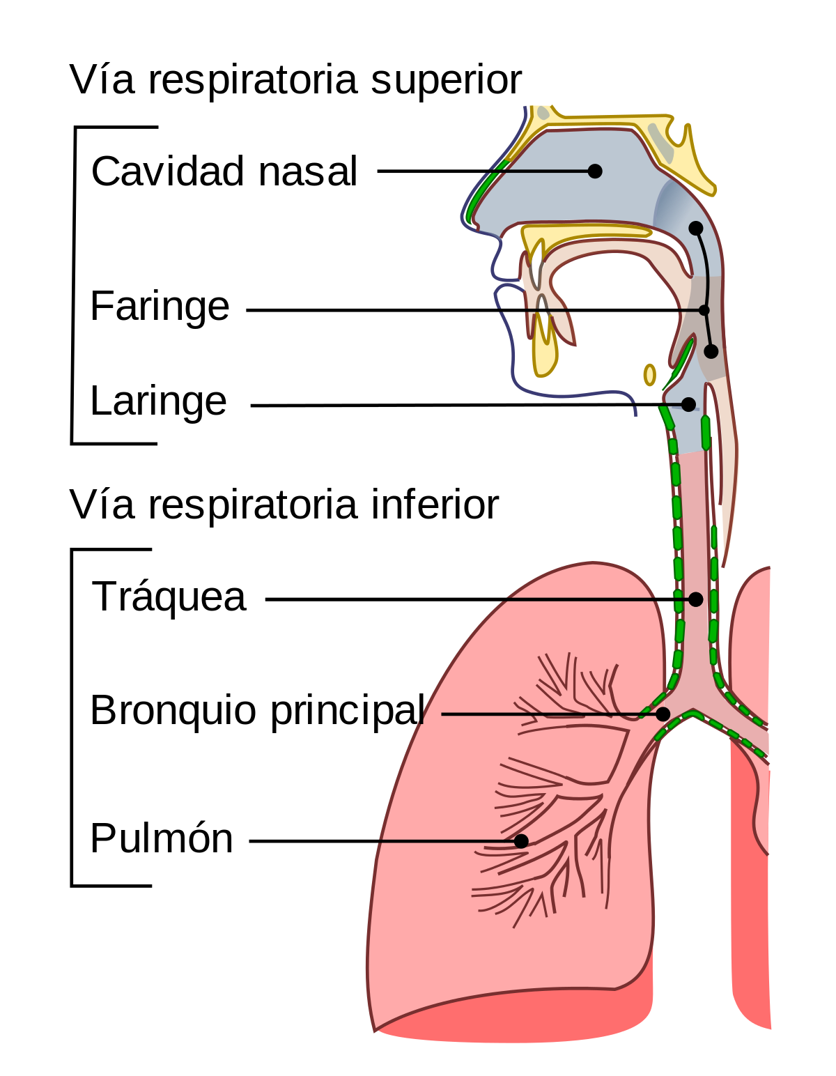 Sistema Respiratorio Mapa Conceptual Del Aparato Respiratorio Png
