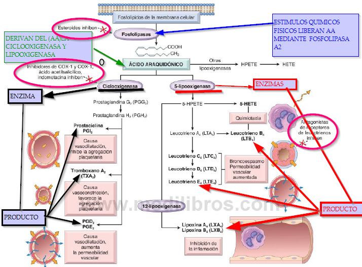vía del ácido araquidónico