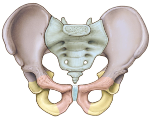 Anatomia aplicada Quadril e coxa- Músculos Quiz