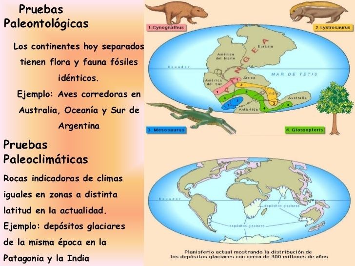 Evidencias De Lo Ocurrido En La Deriva Continental Mind Map 8680