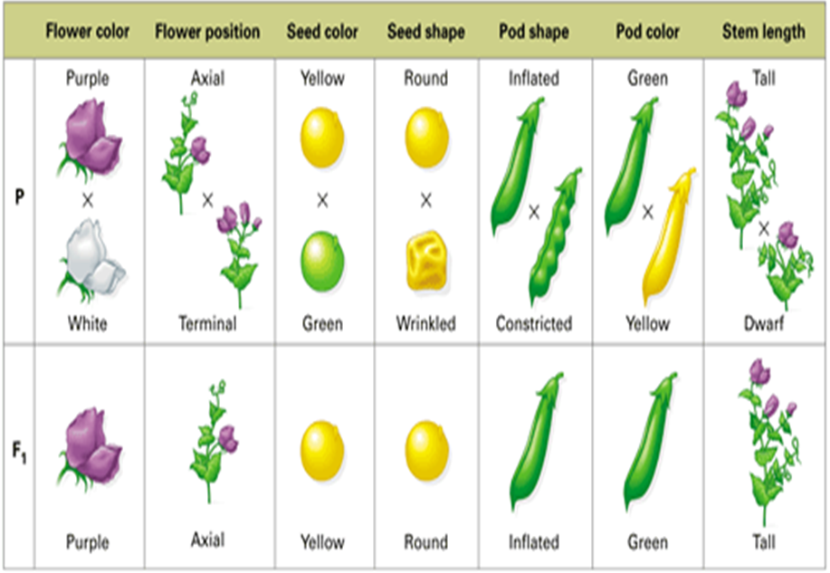 Mendel #39 s Experiment With Pea Plants Plant Ideas