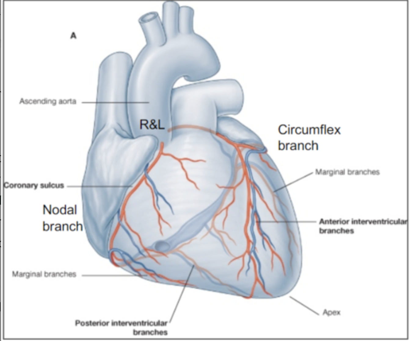 BMS10-1020 - Thorax 3 - Heart | Flashcards