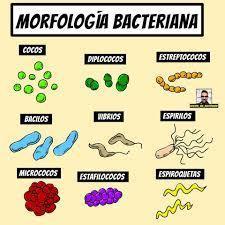 Morfologia y Estructura Bacteriana | Mind Map