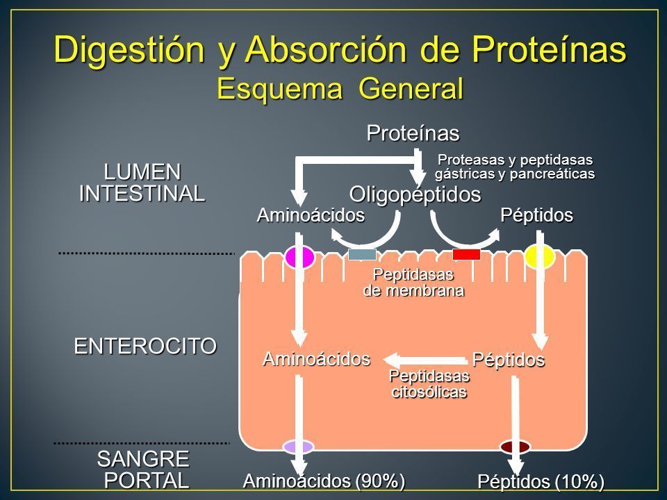 Proteólisis | Mind Map