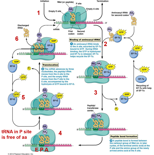 Lecture 46 - Protein Synthesis | Flashcards