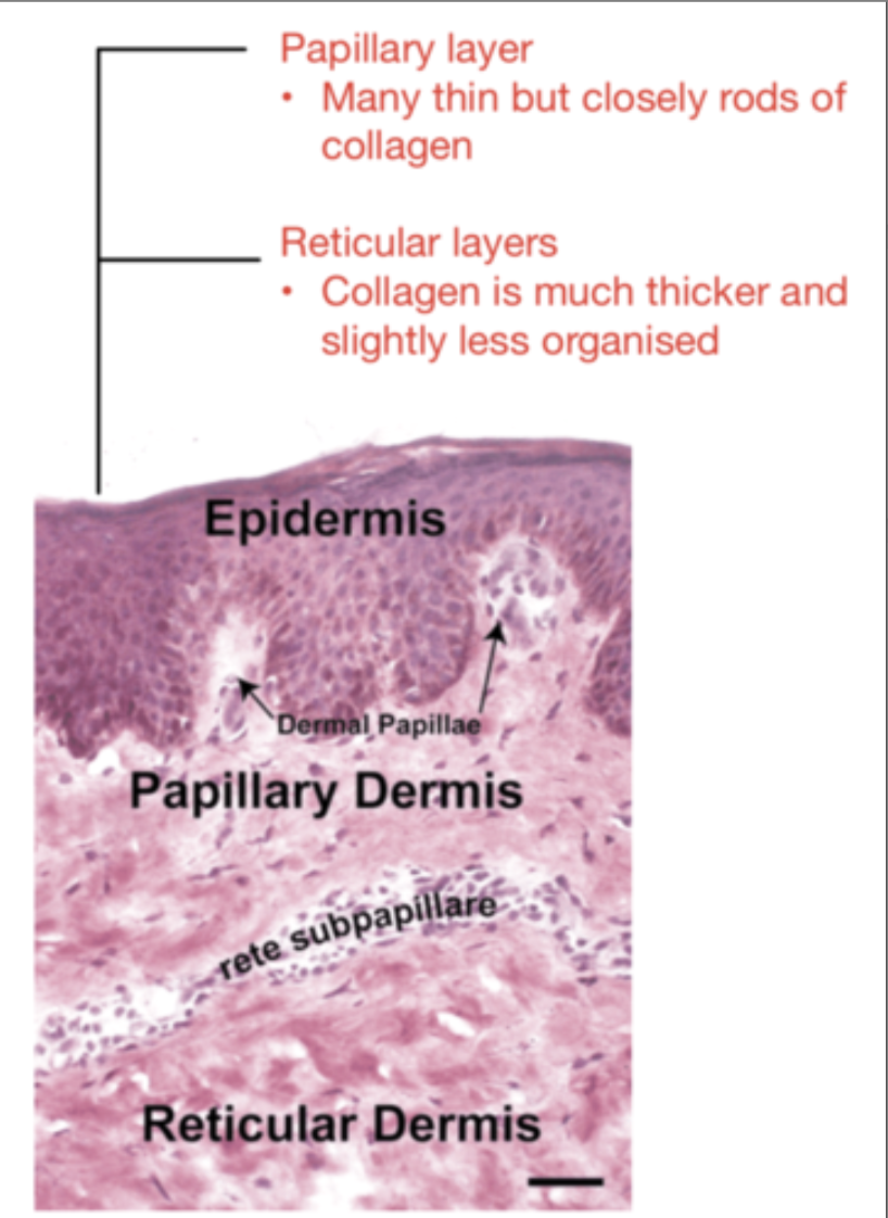 BMS08-1007-Histology Of Skin & It's Appendages | Flashcards