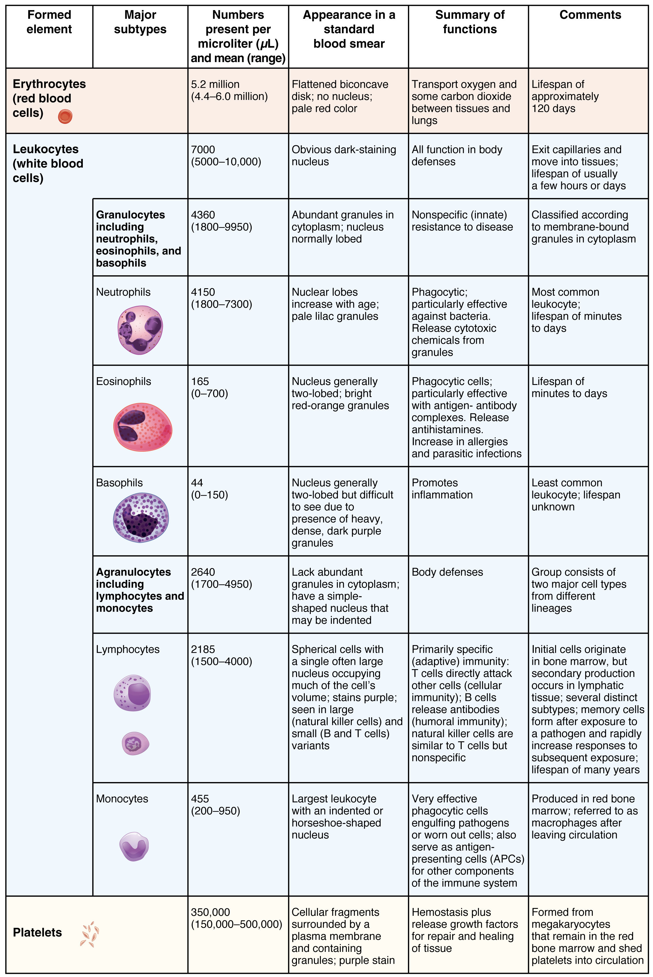 BMS10 1017 Blood Cells RBC WBC And Platelets Flashcards