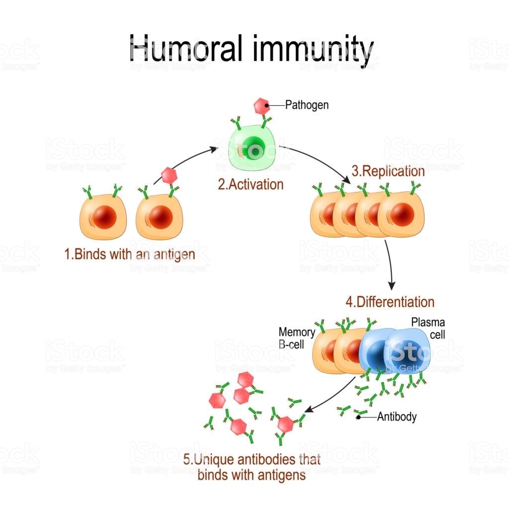 SISTEMA INMUNOLÓGICO | Mind Map