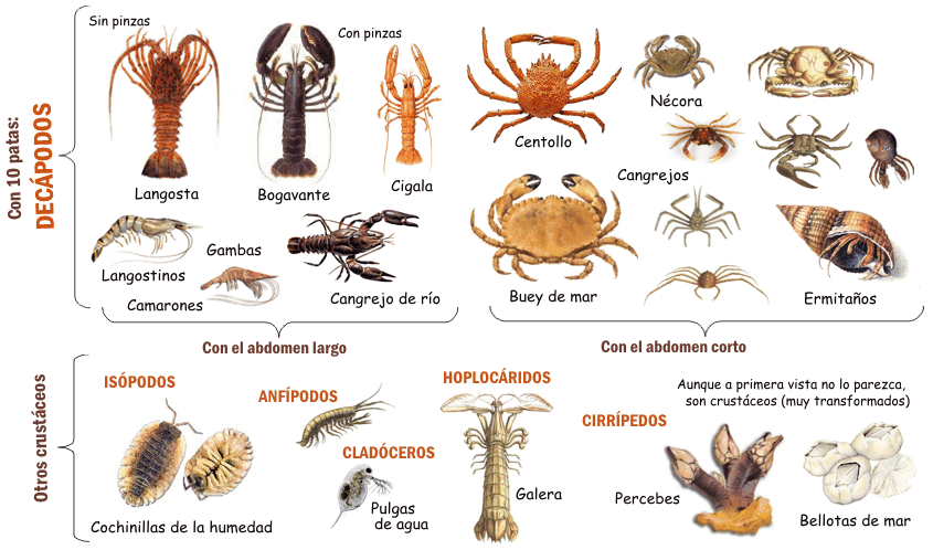 4A23 - Maitane INVERTEBRADOS | Mind Map