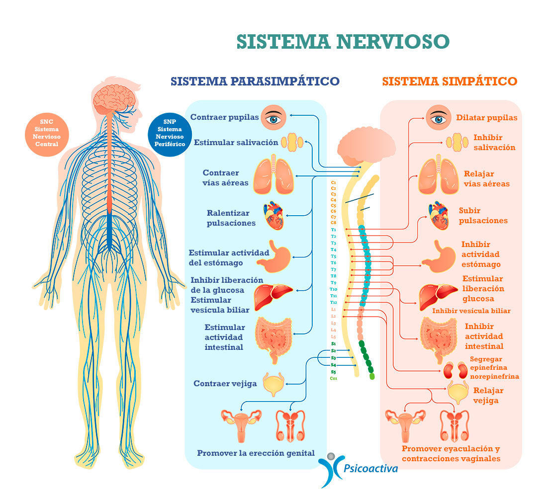 Relacion Entre Sistema Nervioso Y Sistema Reproductivo Mind Map Images
