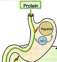 Proceso De DigestiÓn Y AbsorciÓn De ProteÍnas En El Tracto Digestivo 