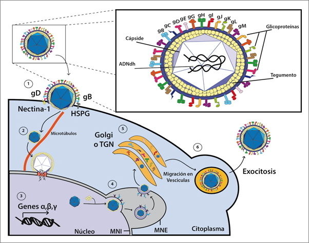 Virus Herpes Simple - Creado Desde Un Mapa Mental 