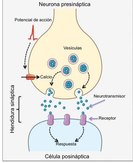Transmisión Sináptica Flowchart 7314