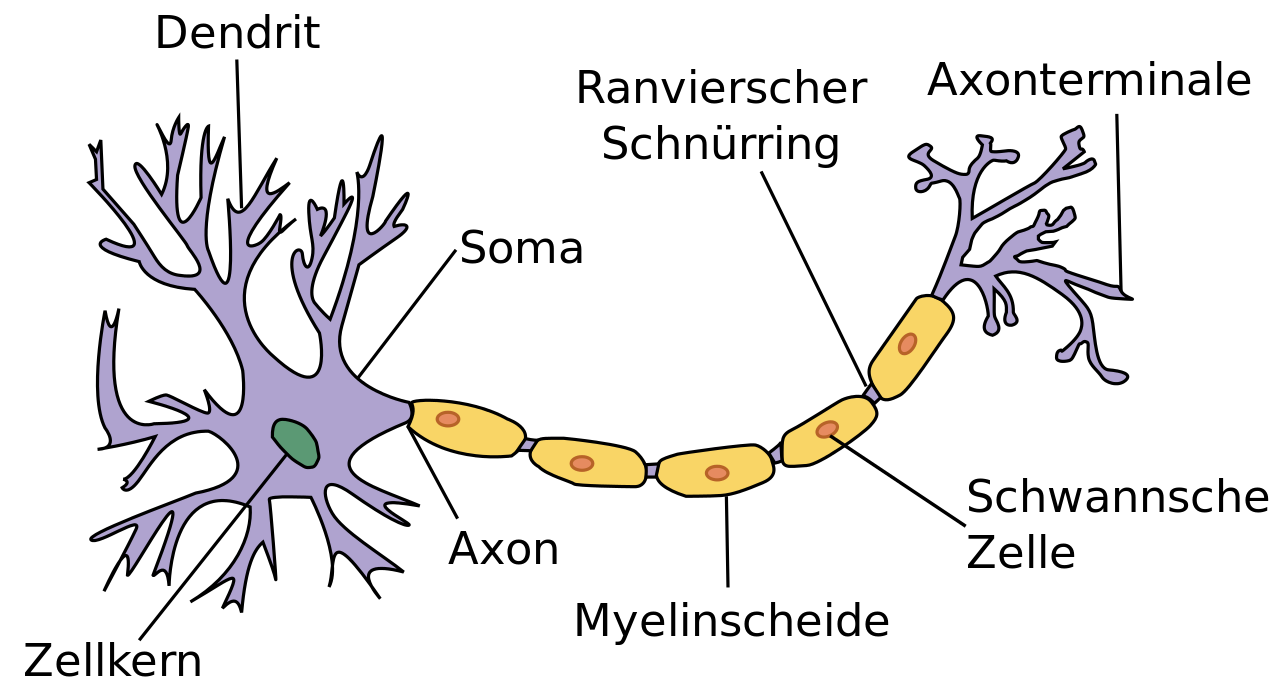 Nervensystem | Flashcards