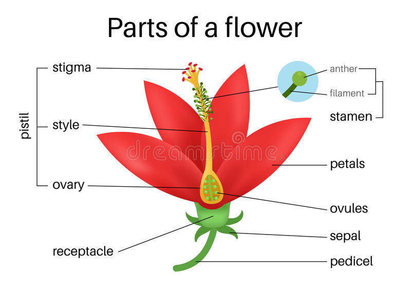 1) SEXUAL REPRODUCTION IN PLANTS (Reproducción Sexual en Plantas ...