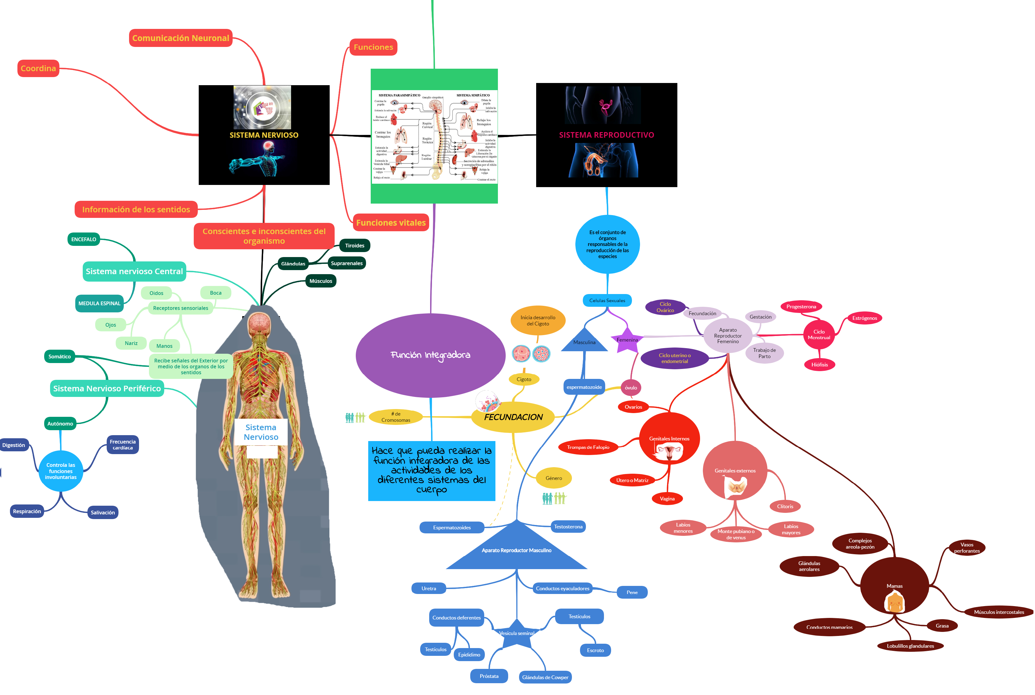 Sistema Nervioso y Reproductivo | Mind Map