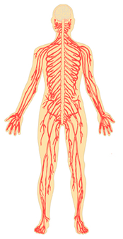 SISTEMA NERVOSO | Mind Map