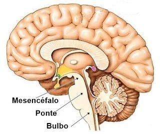 SISTEMA NERVOSO | Mind Map