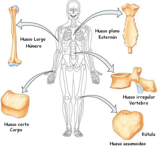 Los huesos del Cuerpo Humano | Mind Map