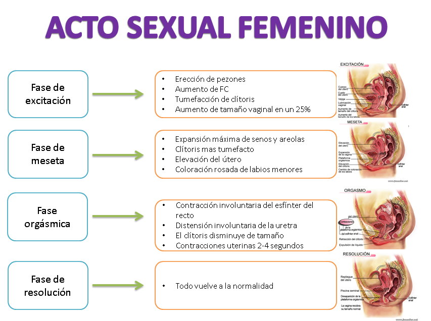 Acto Sexual Femenino Mind Map