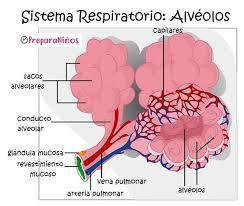 ¿QUÉ COMPONE EL SISTEMA RESPIRATORIO? | Mind Map