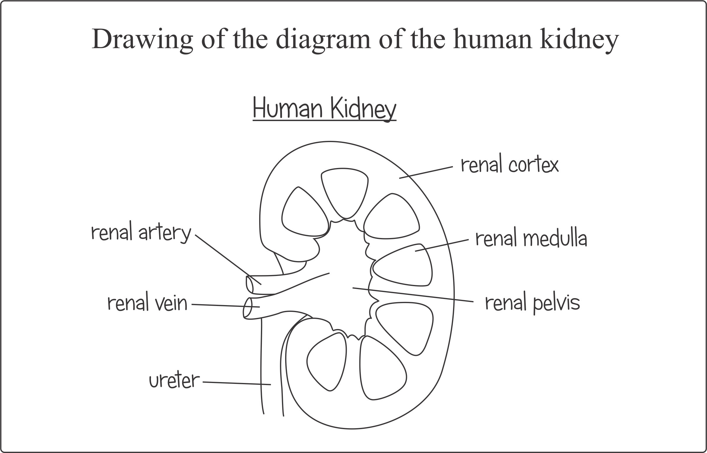 Topic 11: Animal Physiology (Drawings) | Note