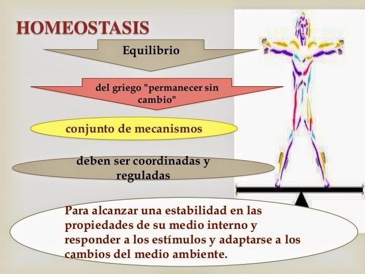 Homeostasis | Slide Set