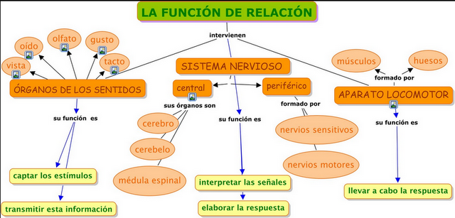 La Función De La Relación En Los Seres Vivos Slide Set