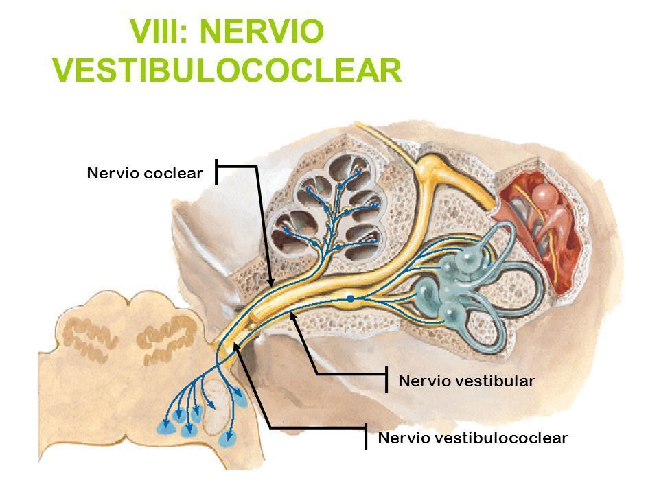 Nervio Vestibulococlear | Flashcards