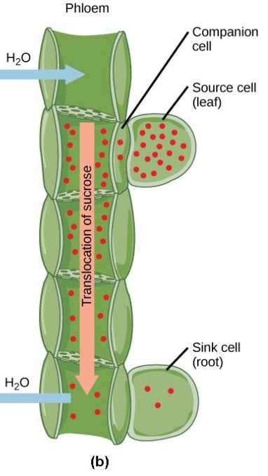 Biology - Photosynthesis - (Part II) | Flashcards