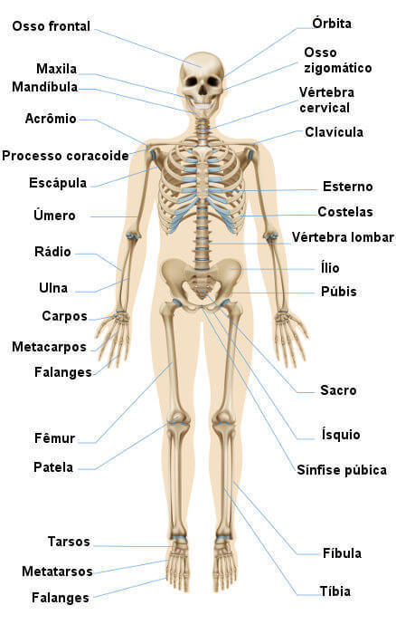 Aparelho Locomotor - Divisão do esqueleto - Anatomia Humana I