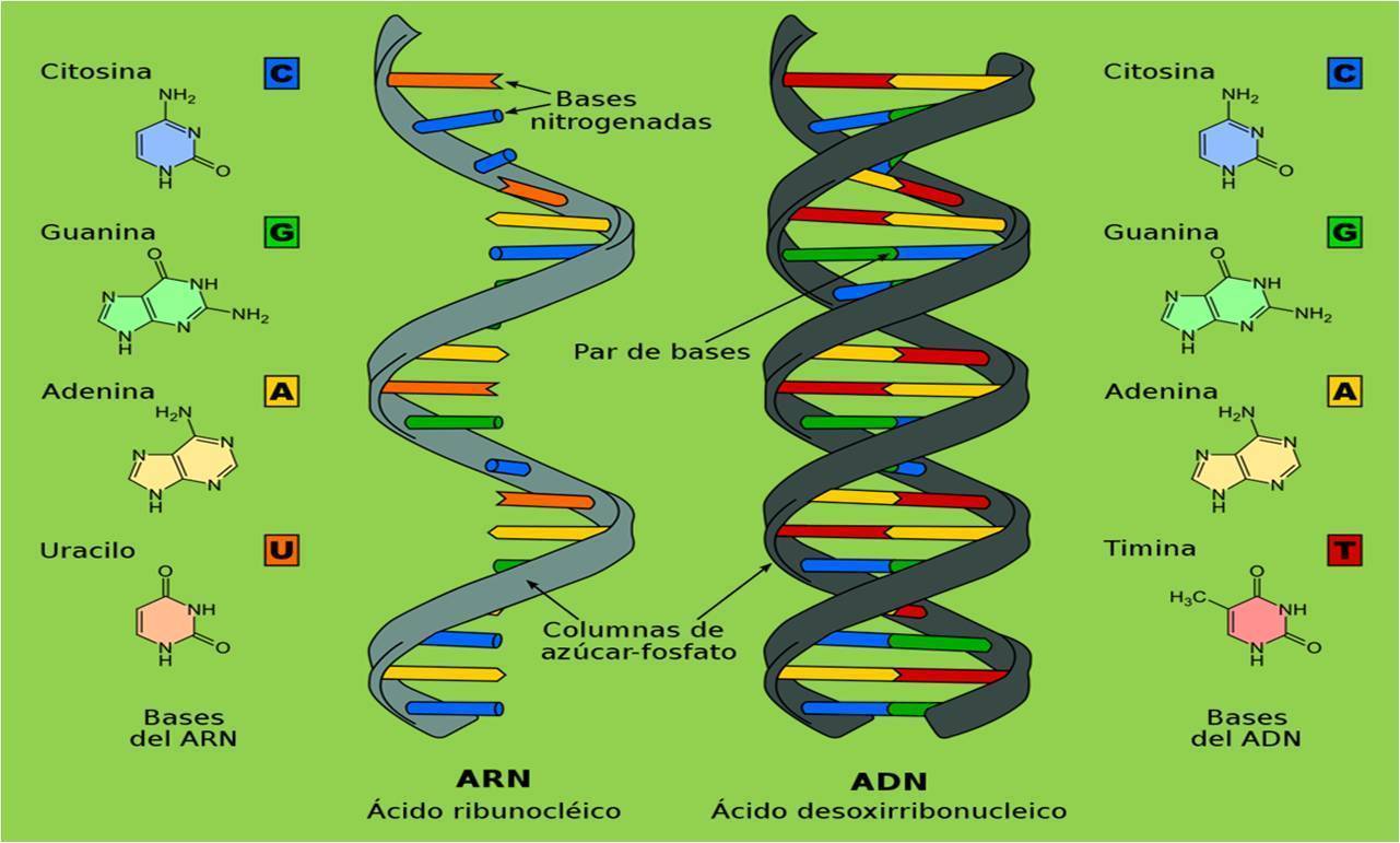 Bio Molecular Conceptos Claves Adn Arn Estructuras Slide Set