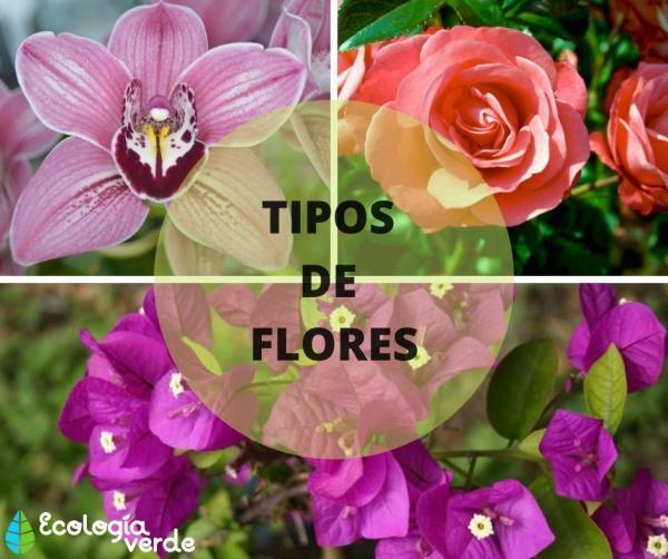 LA FLOR | Slide Set