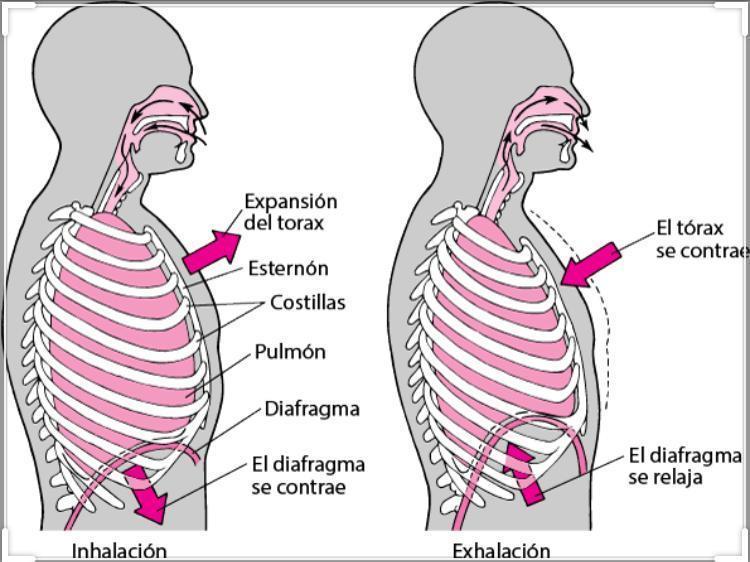 -Biomecánica y principales Músculos que realizan los movimientos ...