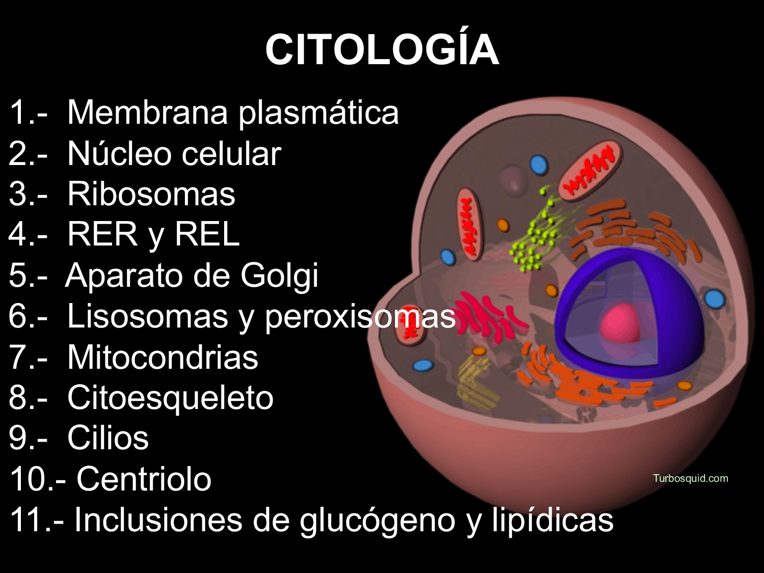 Citologia | Flashcards