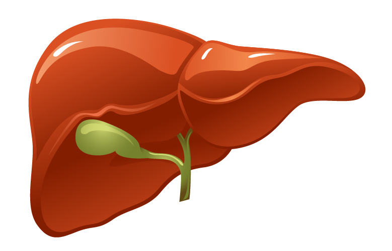 EXCRECIÓN RENAL DE FÁRMACOS/FARMACOCINÉTICA | Mind Map