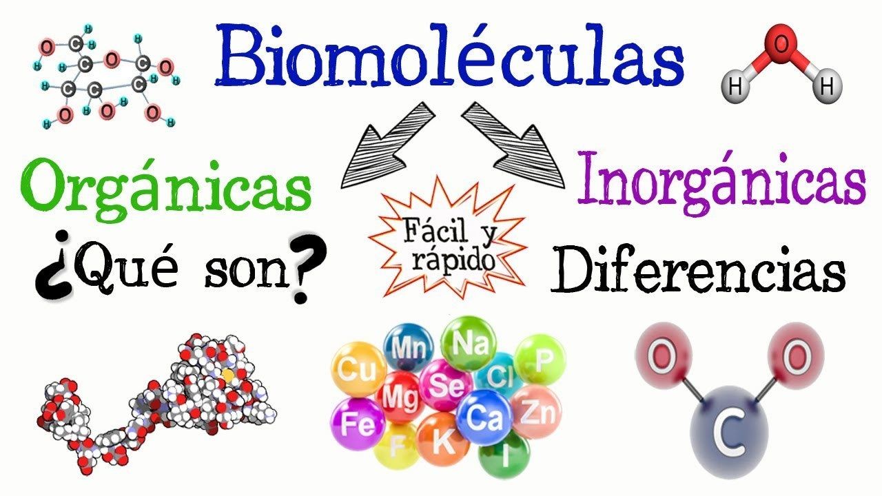 BIOMOLÉCULAS | Mind Map