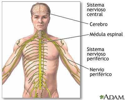 diagrama de los músculos centrales