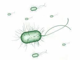 ESCHERICHIA COLI | Mind Map