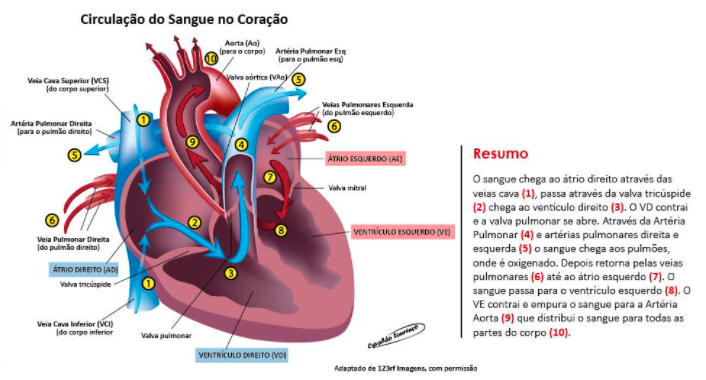 Fluxograma - Macro Interna do Coração | Flowchart