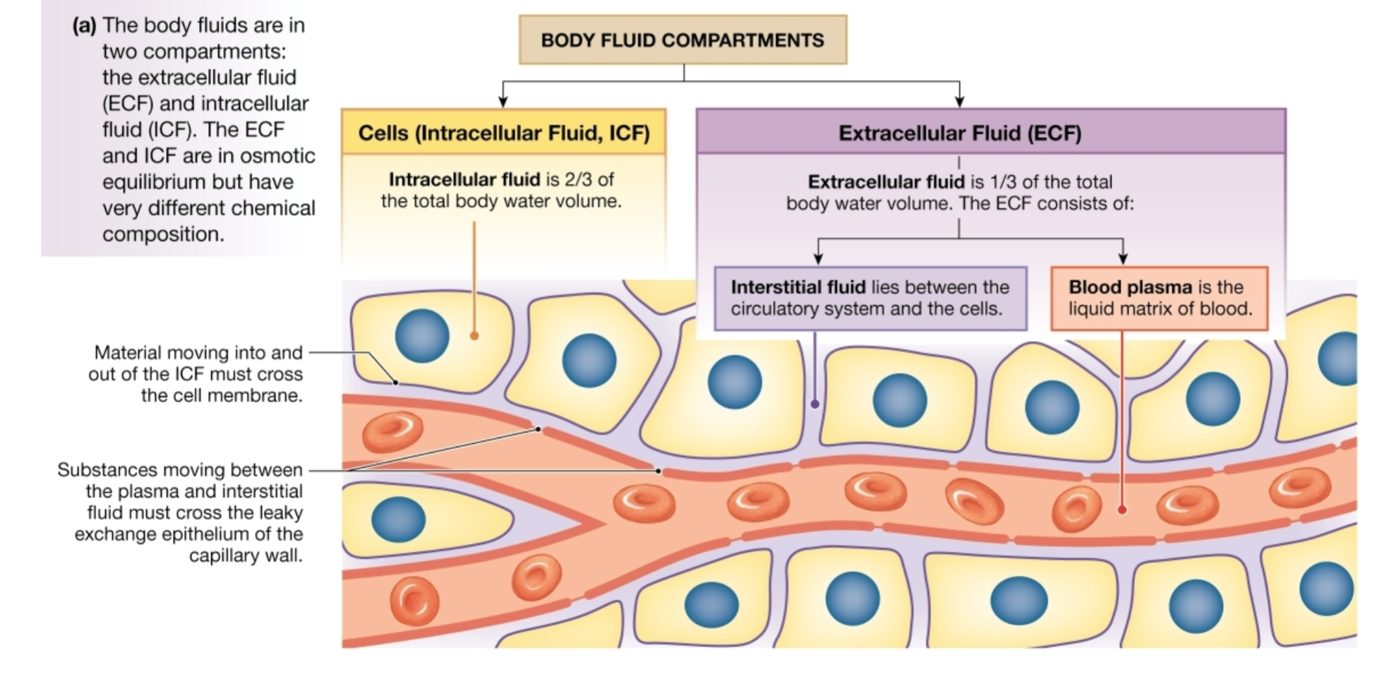 Compartmentalization Of Body Fluid Course