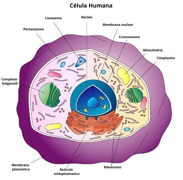 Células 