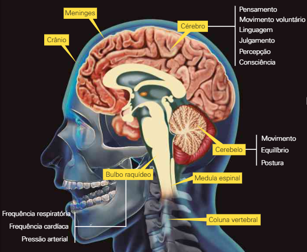 Sistema nervoso humano | Mind Map