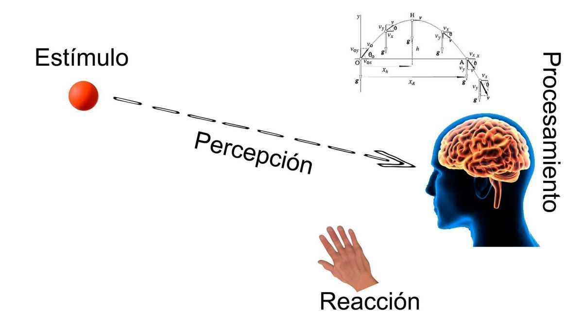 Motricidad óculo-manual | Mind Map