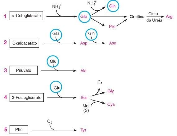 Metabolismo De Aminoácidos Mind Map 7008